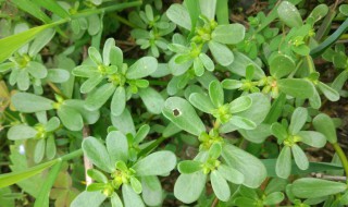 马齿笕能吃吗 马齿苋可以吃吗