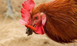 鸡冠子能不能吃 鸡冠子能不能吃 央视新闻