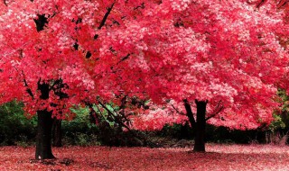 网购红枫树如何上盆 网购红枫树如何上盆多久发芽