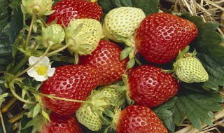草莓如何种植结的果又大又多 草莓如何种植结的果又大又多呢