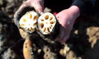 藕怎么种出来 藕怎么种出来的图片