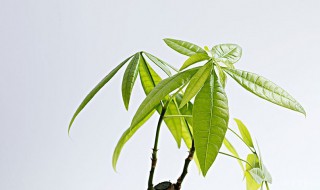 怎样养发财树才能又绿又旺盛（发财树放客厅大忌）