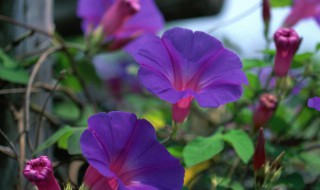 矮牵牛花种子播种方法 矮牵牛花种子播种方法视频