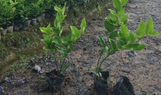 小树苗怎么种植（种植树苗需要注意什么）