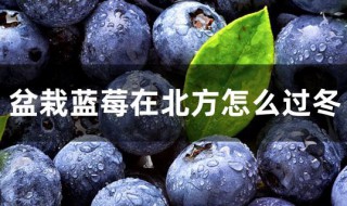 北方种植蓝莓怎么越冬（北方种植蓝莓怎么越冬的）