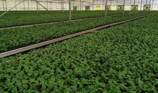 南瓜籽怎样育苗 南瓜育苗最新方法