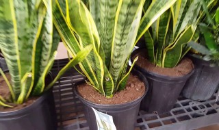 金边虎皮兰的栽培方法（金边虎皮兰怎么栽培）