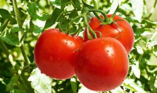 西红柿怎么才能红得快 西红柿怎么让它变熟