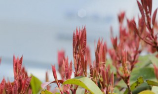 红叶石楠的扦插方法（红叶石楠的扦插方法视频）