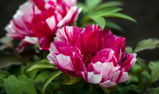 牡丹什么时间开花怎么开花 洛阳牡丹花最佳观赏时间