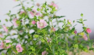 小木槿扦插时间和方法 为什么劝君莫种木槿花
