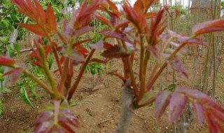 香椿树怎么繁殖 香椿树怎么种植