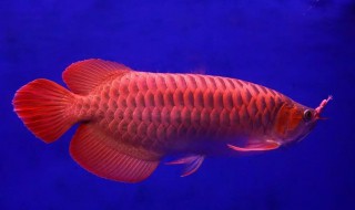 什么属相不能养龙鱼 龙鱼死了主人会倒霉吗