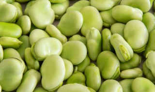 如何保存蚕豆（如何保存蚕豆新鲜）