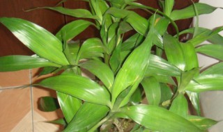 水养富贵竹发黄怎么办（富贵竹水里放盐还是糖）