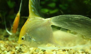 金鱼的记忆真的只有7秒吗 金鱼的记忆真的只有7秒吗为什么