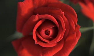 红玫瑰代表什么（白玫瑰代表什么）