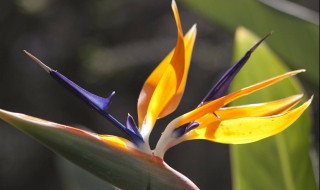 天堂鸟花怎么养（天堂鸟放客厅大忌）