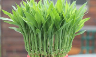 搬家送什么花寓意好 搬家送什么鲜花寓意好