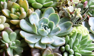 新手养多肉怎么养 新手如何养多肉