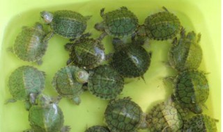 小乌龟龟苗怎么养 小乌龟龟苗怎么养的