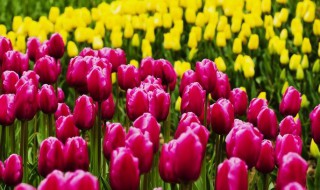 闺蜜生日适合送什么花 送闺蜜的生日花束推荐