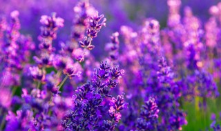 代表友谊送什么花 代表友谊送什么花好