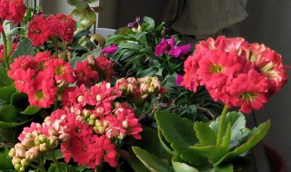 长辈生日送花送什么花（女性长辈生日送花送什么花）