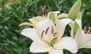 送病人送什么花好（出院送什么花比较好）