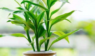 开业送什么花（开业送什么花束）