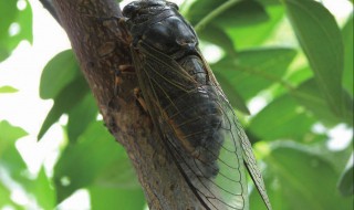 蝉的生活习性 蝉的生活特征