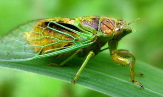 知了和蝉的区别 知了和蝉的区别图片