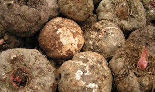 储藏魔芋种不烂用什么方法（怎样储存魔芋种）