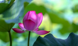 保护花的方法是什么 用什么方法保护花草树木