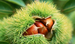 板栗的育苗方法 板栗育苗方法和时间