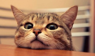 梦到被猫咬是什么意思（孕晚期梦到被猫咬是什么意思）