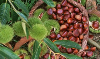 板栗的嫁接方法 板栗的嫁接方法图解