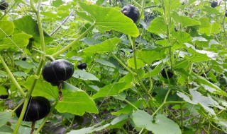 板栗南瓜怎么种植方法（板栗南瓜怎么种植方法图片）