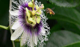 百香果授粉方法（百香果授粉方法视频）