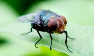 苍蝇多用什么方法消灭 最有效的11种驱除苍蝇方法