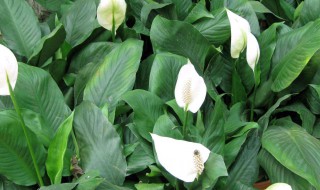 白掌的种植方法（家里千万不能养的白掌）