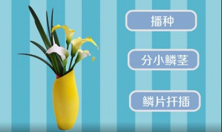 百合栽培技术方法（百合栽培技术方法图解）