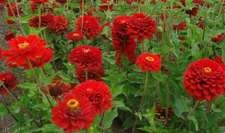 百日草的种植方法方法（百日草的种植方法如下）