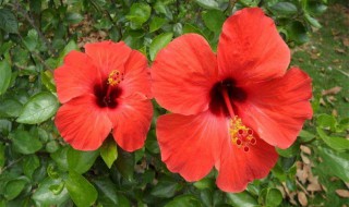 芙桑花怎么养殖方法（芙桑花怎么养殖方法视频）