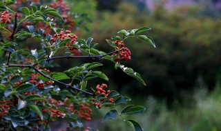 花椒叶的功效与作用及食用方法 花椒的功效与作用与禁忌