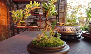 六月雪盆景的养殖方法 金边六月雪盆景的养殖方法