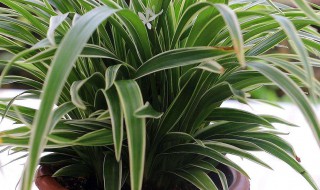 龙须树的养殖方法和注意事项（龙须树的养殖方法和注意事项盆栽）