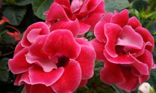 大岩桐的养殖方法和注意事项