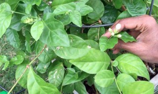 茉莉扦插生根最快方法 双色茉莉扦插生根最快方法