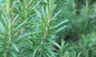 迷迭香的种植方法 迷迭香怎么种植方法